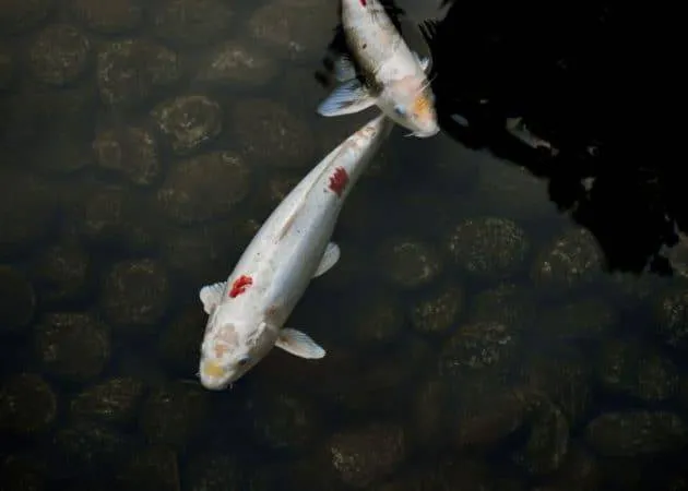 How To Add Water Features To Your Landscape