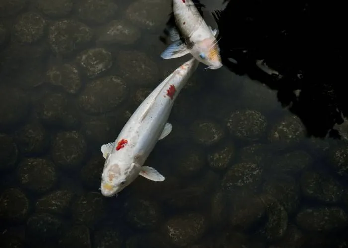 How To Add Water Features To Your Landscape