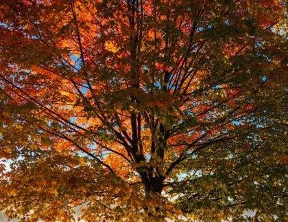 How To Care For Your Trees