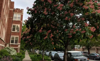 building landscaping