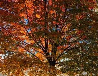 How To Care For Your Trees