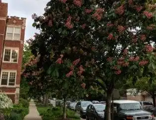 building landscaping