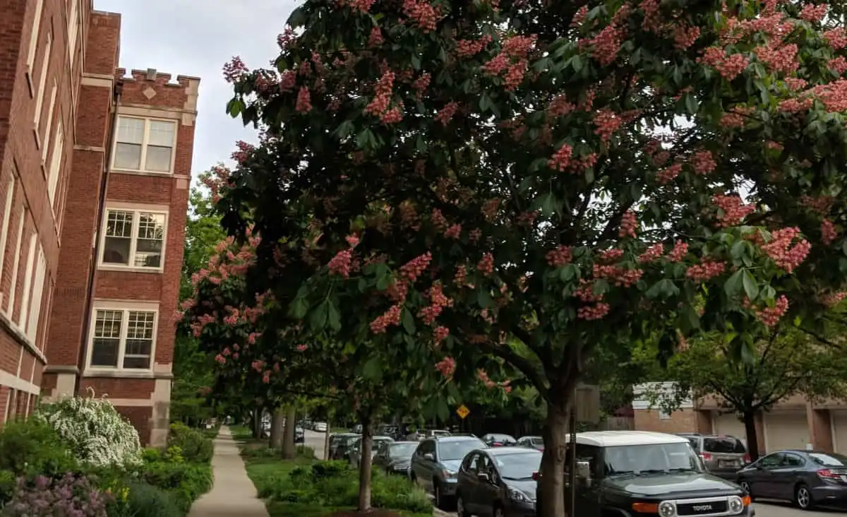 building landscaping