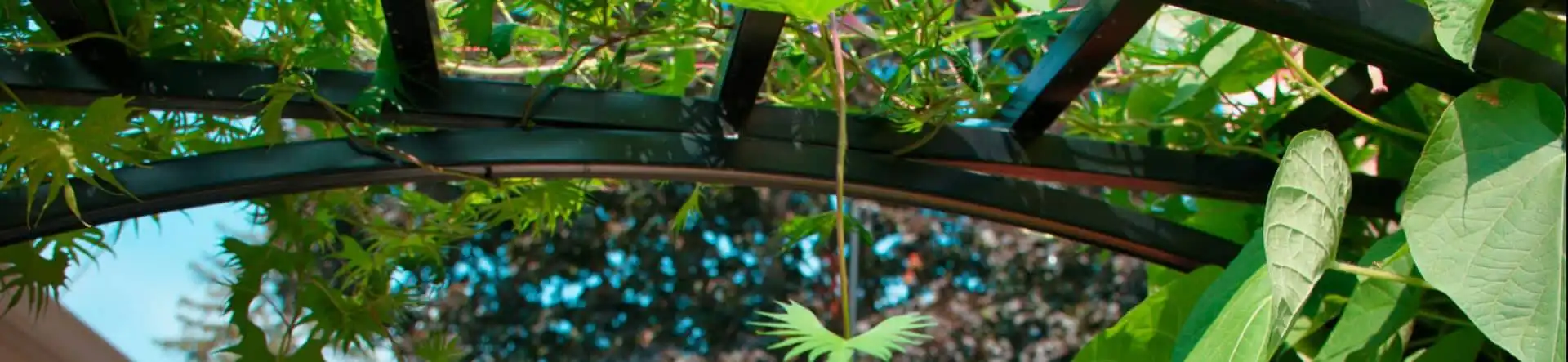 pergola with hanging plants scaled